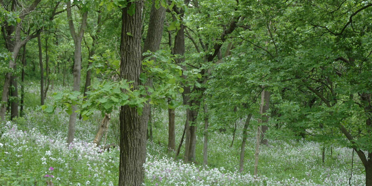 Board openings for Friends of the Parks and Trails