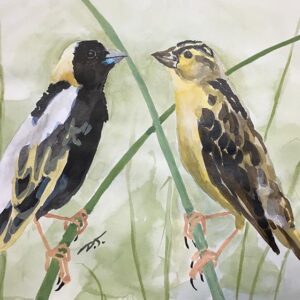 Watercolor, Bobolink birds