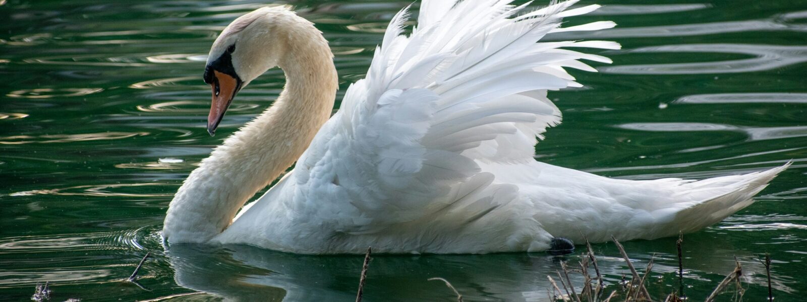 Fishing tackle is killing swans, county says