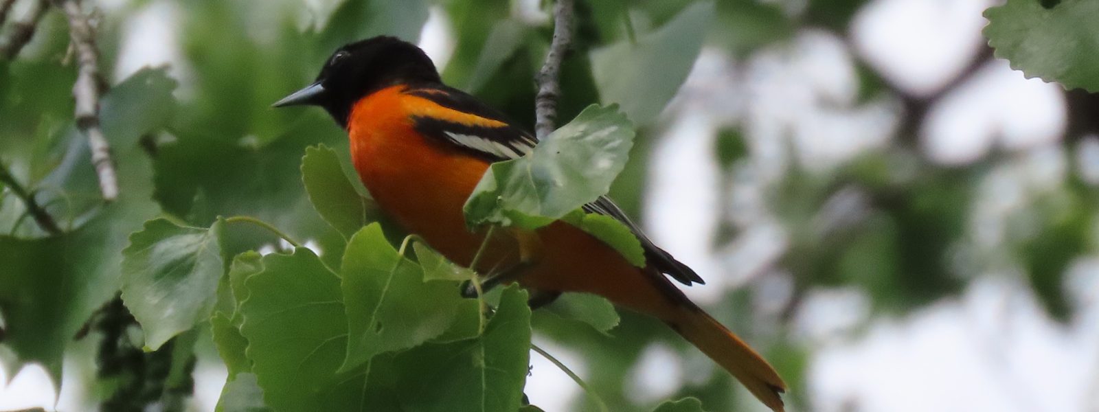 Spring Bird Alliance Event, May 16